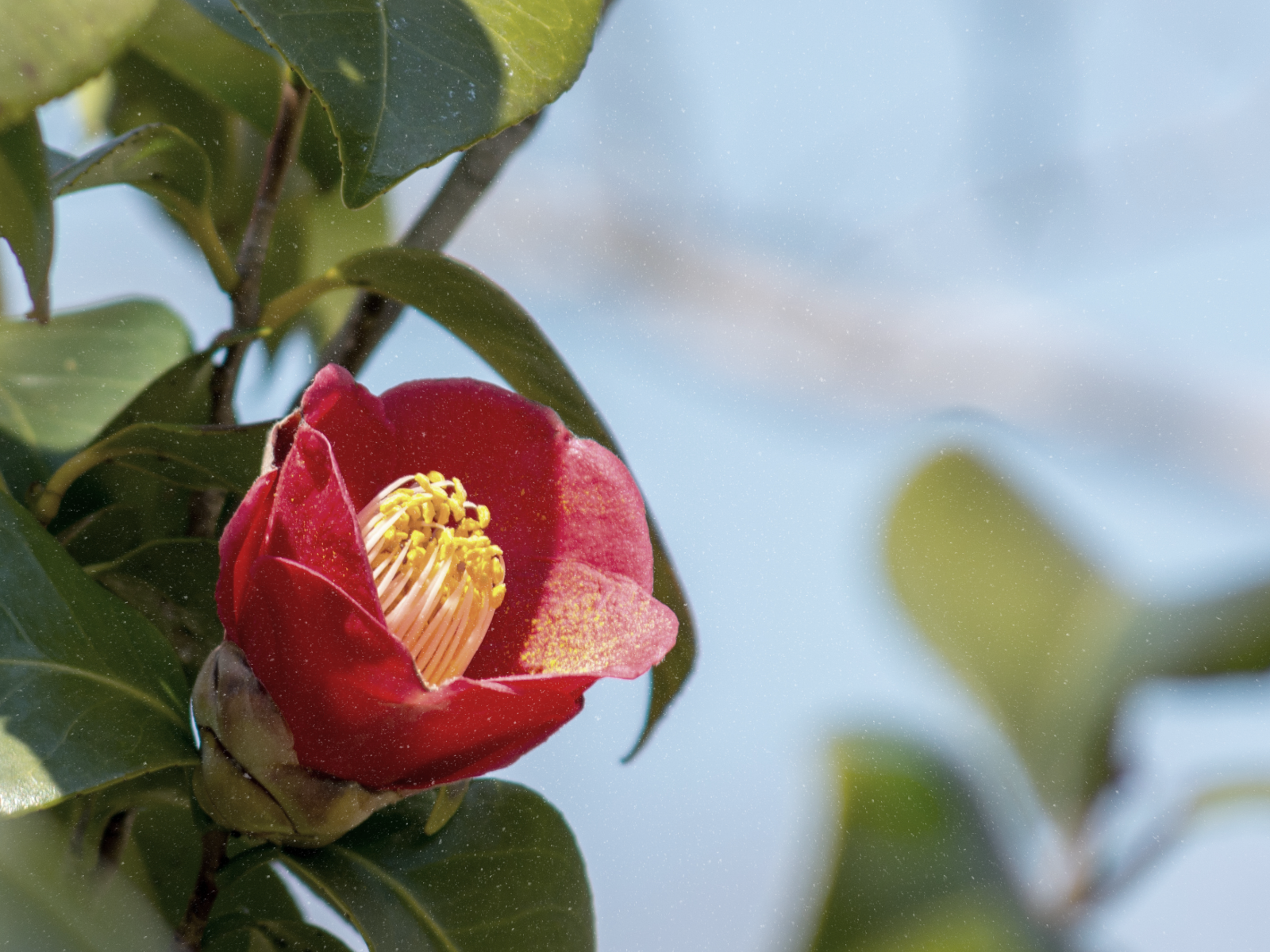 椿造園作業風景